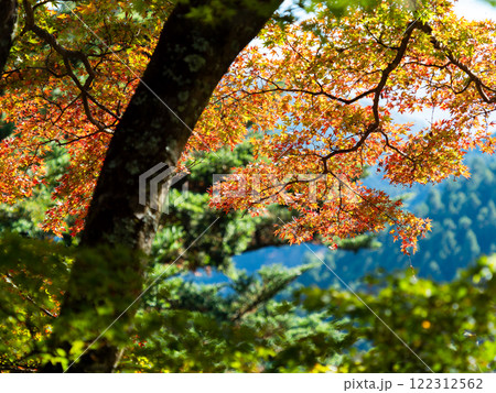 秋晴れに映える美しい紅葉 秋晴れに映える美しい紅葉 122312562