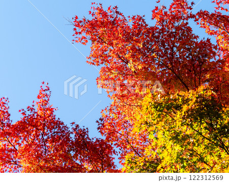 秋晴れに映える美しい紅葉 秋晴れに映える美しい紅葉 122312569