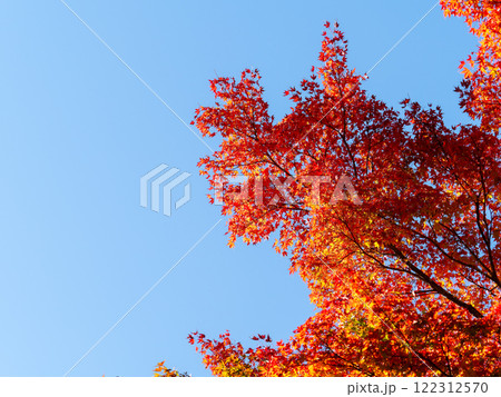 秋晴れに映える美しい紅葉 122312570
