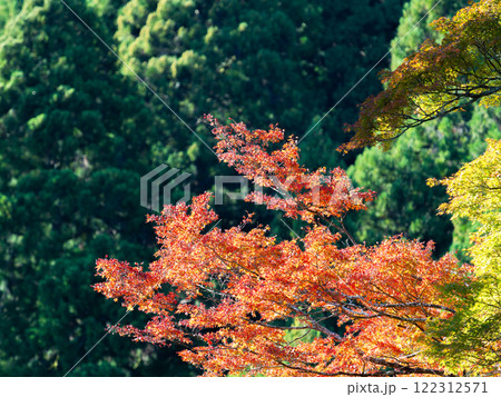 秋晴れに映える美しい紅葉 122312571