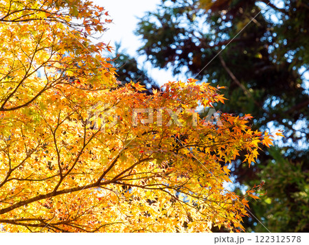 秋晴れに映える美しい紅葉 122312578