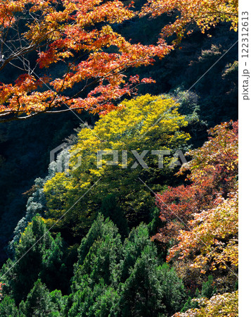 秋晴れに映える美しい紅葉 秋晴れに映える美しい紅葉 122312613