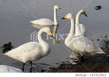 水辺でくつろぐ白鳥の群れ 水辺でくつろぐ白鳥の群れ 122312822