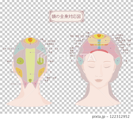 頭の全身対応図・頭頂部・前頭部・後頭部のマッサージやお手入れに役立つ図 頭の全身対応図・頭頂部・前頭部・後頭部のマッサージやお手入れに役立つ図 122312952