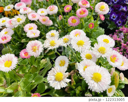 ヒナギクの花 デージーの花 122313005