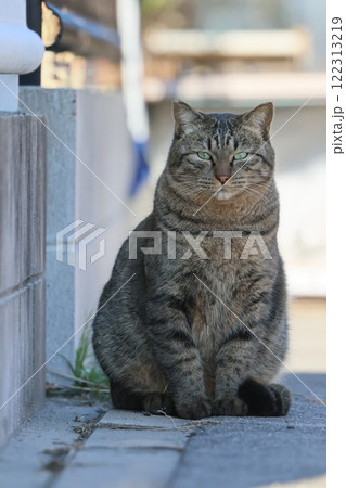 見つめる猫 122313219