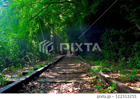 中国地方・旧国鉄倉吉線跡・泰久寺駅跡から線路を進むと見えてくる、竹林の入口・鳥取県倉吉市(1) 122313255