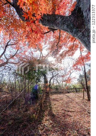 超広角レンズで撮影したもみじの木 超広角レンズで撮影したもみじの木 122313377