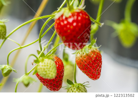 赤く実ったイチゴの果実 ハウスの苺 いちご狩り 宮城県山元町 赤く実ったイチゴの果実 ハウスの苺 いちご狩り 宮城県山元町 122313502