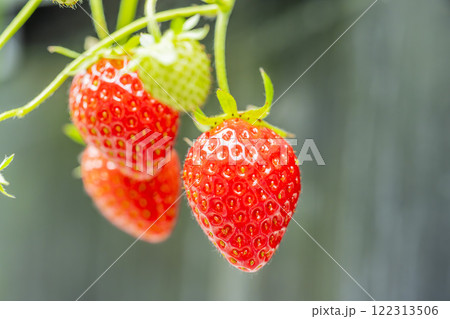 赤く実ったイチゴの果実　ハウスの苺　いちご狩り　宮城県山元町 122313506