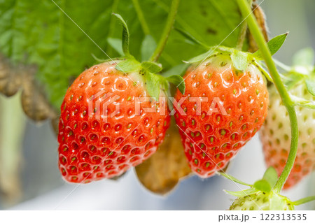 赤く実ったイチゴの果実　ハウスの苺　いちご狩り　宮城県山元町 122313535