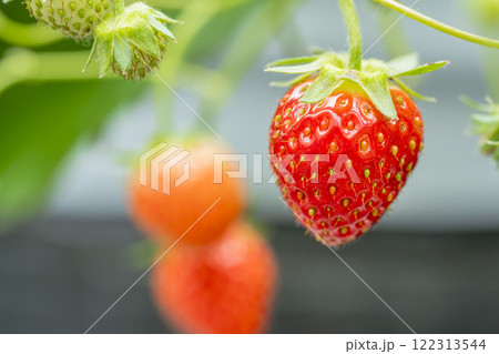 赤く実ったイチゴの果実　ハウスの苺　いちご狩り　宮城県山元町 122313544