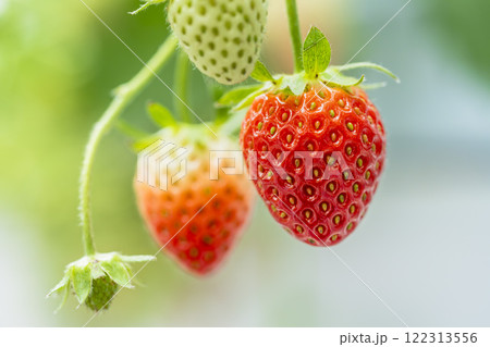 赤く実ったイチゴの果実 ハウスの苺 いちご狩り 宮城県山元町 赤く実ったイチゴの果実 ハウスの苺 いちご狩り 宮城県山元町 122313556