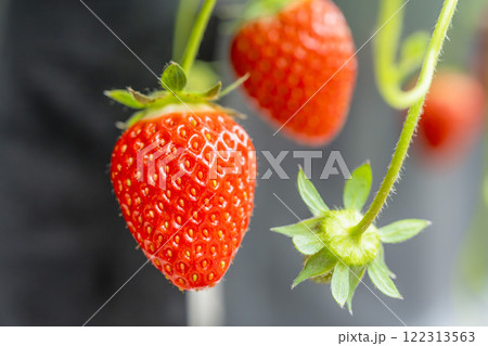 赤く実ったイチゴの果実 ハウスの苺 いちご狩り 宮城県山元町 赤く実ったイチゴの果実 ハウスの苺 いちご狩り 宮城県山元町 122313563