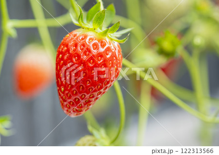 赤く実ったイチゴの果実 ハウスの苺 いちご狩り 宮城県山元町 赤く実ったイチゴの果実 ハウスの苺 いちご狩り 宮城県山元町 122313566