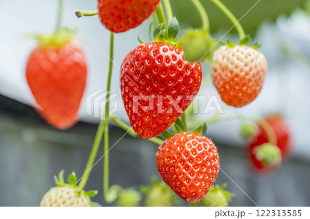 赤く実ったイチゴの果実　ハウスの苺　いちご狩り　宮城県山元町 122313585