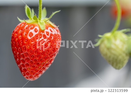赤く実ったイチゴの果実 ハウスの苺 いちご狩り 宮城県山元町 赤く実ったイチゴの果実 ハウスの苺 いちご狩り 宮城県山元町 122313599
