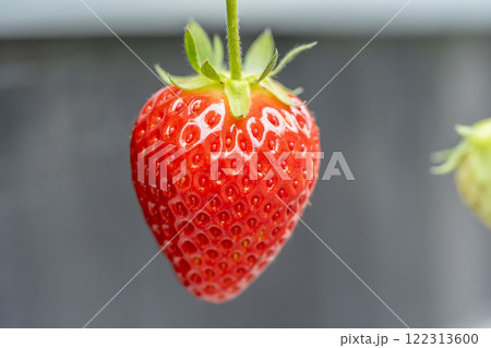 赤く実ったイチゴの果実　ハウスの苺　いちご狩り　宮城県山元町 122313600