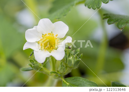 いちごの白い花 ハウスの苺 宮城県山元町 いちごの白い花 ハウスの苺 宮城県山元町 122313646
