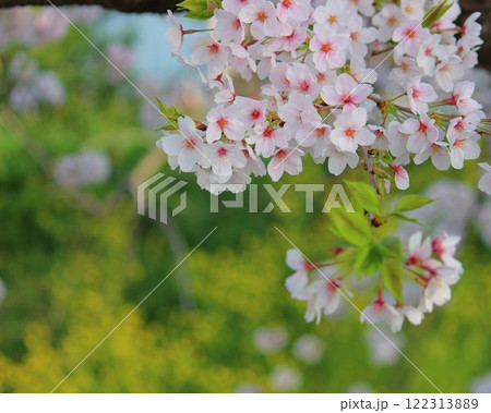 桜と菜の花 桜と菜の花 122313889