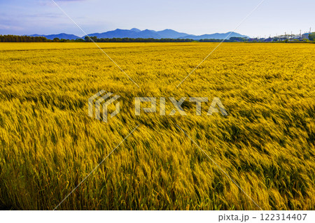 麦秋 麦秋 122314407