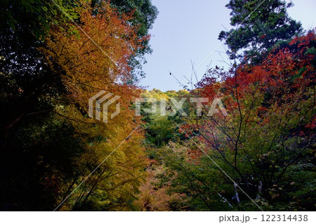 箕面公園の紅葉（大阪市箕面市） 122314438