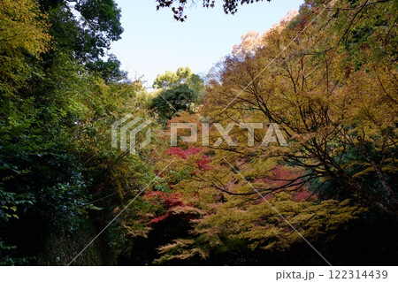 箕面公園の紅葉(大阪市箕面市) 箕面公園の紅葉(大阪市箕面市) 122314439