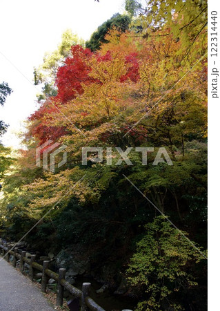 箕面公園の紅葉（大阪市箕面市） 122314440