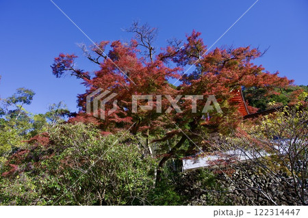 箕面公園の紅葉（大阪市箕面市） 122314447