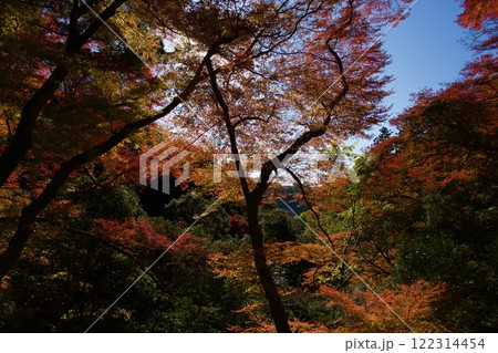 箕面公園の紅葉（大阪市箕面市） 122314454