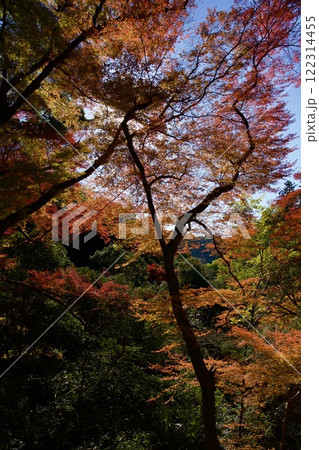 箕面公園の紅葉（大阪市箕面市） 122314455