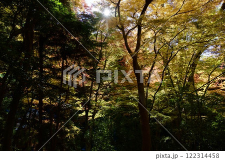 箕面公園の紅葉（大阪市箕面市） 122314458