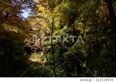 箕面公園の紅葉(大阪市箕面市) 箕面公園の紅葉(大阪市箕面市) 122314459