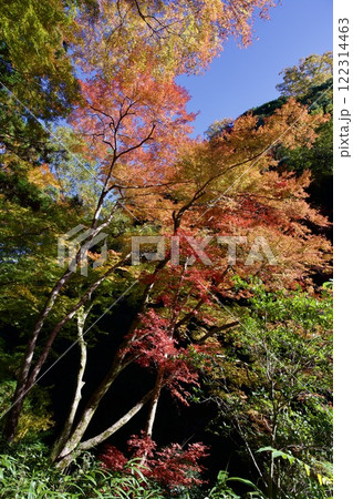 箕面公園の紅葉（大阪市箕面市） 122314463