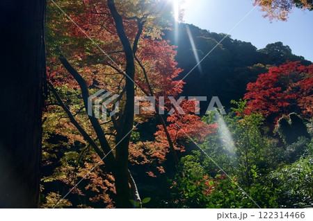 箕面公園の紅葉（大阪市箕面市） 122314466