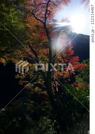 箕面公園の紅葉（大阪市箕面市） 122314467