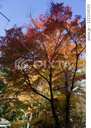 箕面公園の紅葉（大阪市箕面市） 122314520