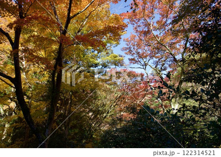 箕面公園の紅葉(大阪市箕面市) 箕面公園の紅葉(大阪市箕面市) 122314521