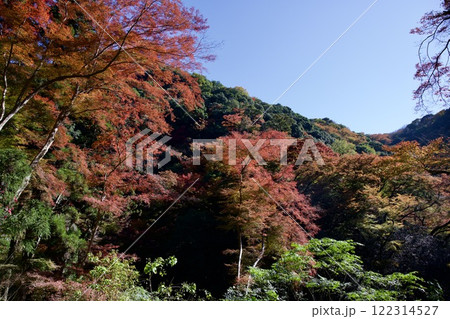 箕面公園の紅葉（大阪市箕面市） 122314527