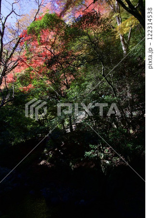 箕面公園の紅葉（大阪市箕面市） 122314538