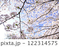 青空のさくら二重奏 122314575