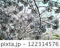 春爛漫さくらの共演　 122314576