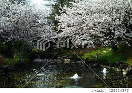 春爛漫のさくら庭園 春爛漫のさくら庭園 122314577