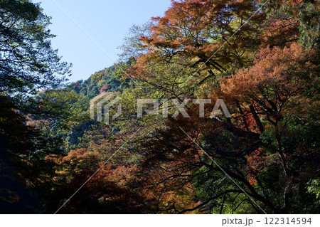 箕面公園の紅葉（大阪市箕面市） 122314594