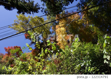 箕面公園の紅葉（大阪市箕面市） 122314791