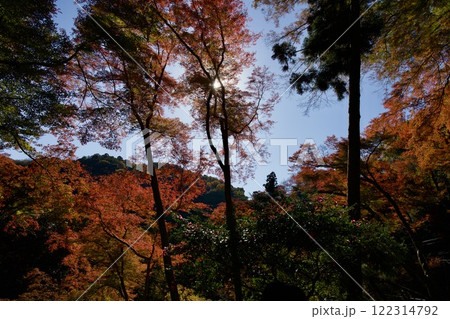 箕面公園の紅葉（大阪市箕面市） 122314792