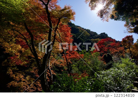 箕面公園の紅葉（大阪市箕面市） 122314810