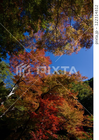 箕面公園の紅葉（大阪市箕面市） 122314812