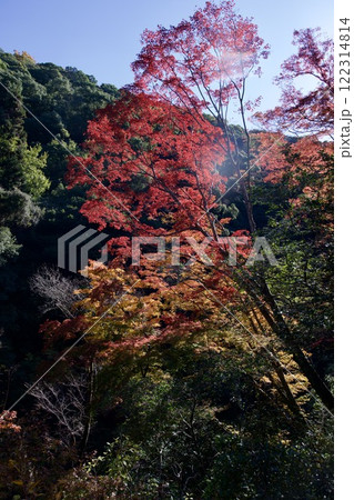 箕面公園の紅葉（大阪市箕面市） 122314814