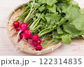 笊に載せた収穫した二十日大根 122314835